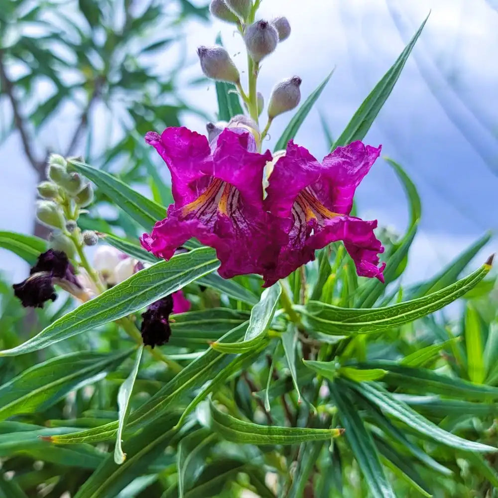 BURGUNDY DESERT WILLOW TREE 15gal