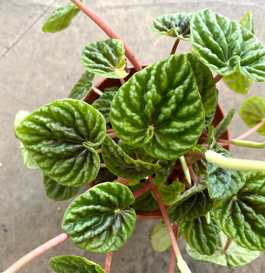 EMERALD RIPPLE PEPEROMIA 6in