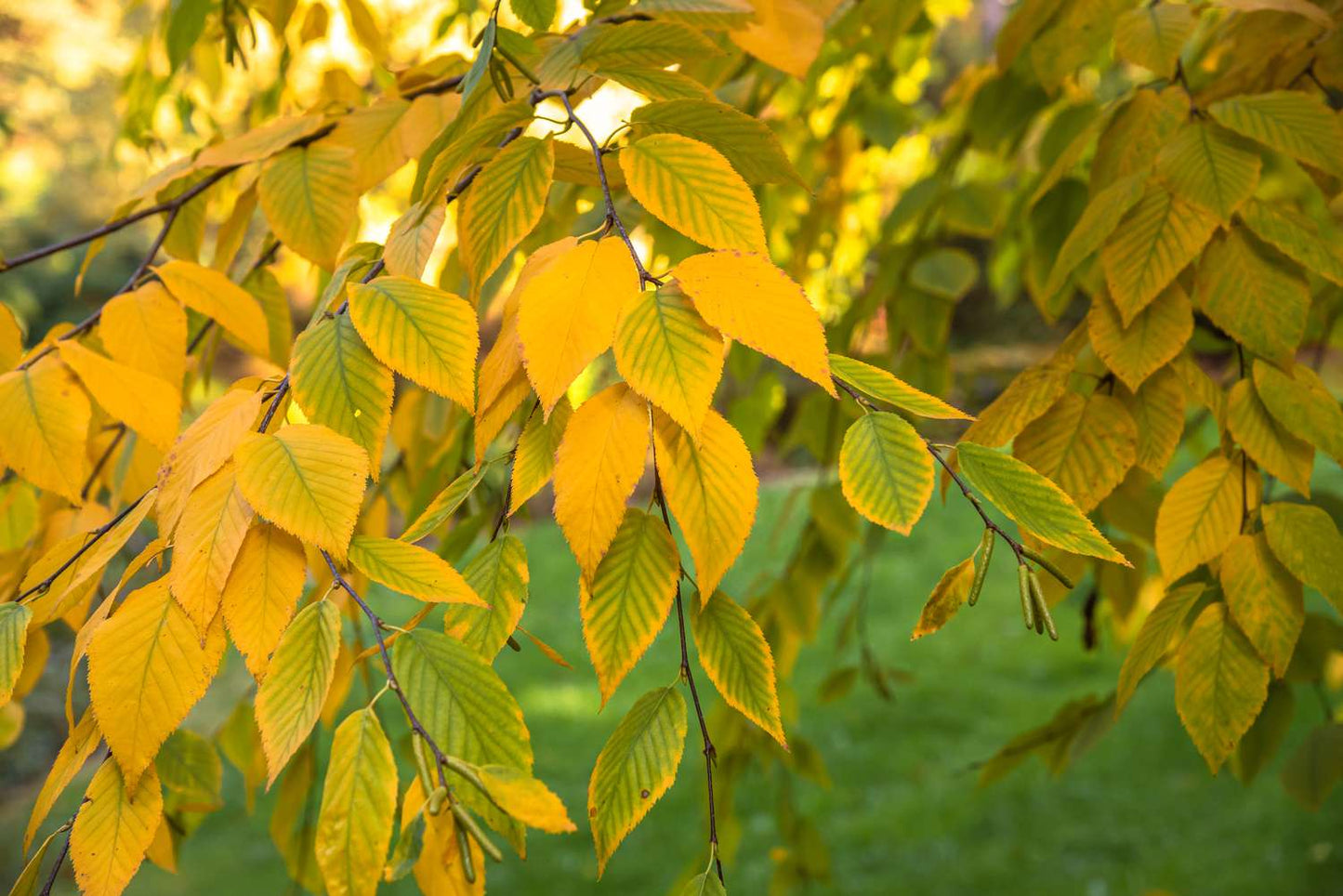 WHITESPIRE BIRCH T10gal