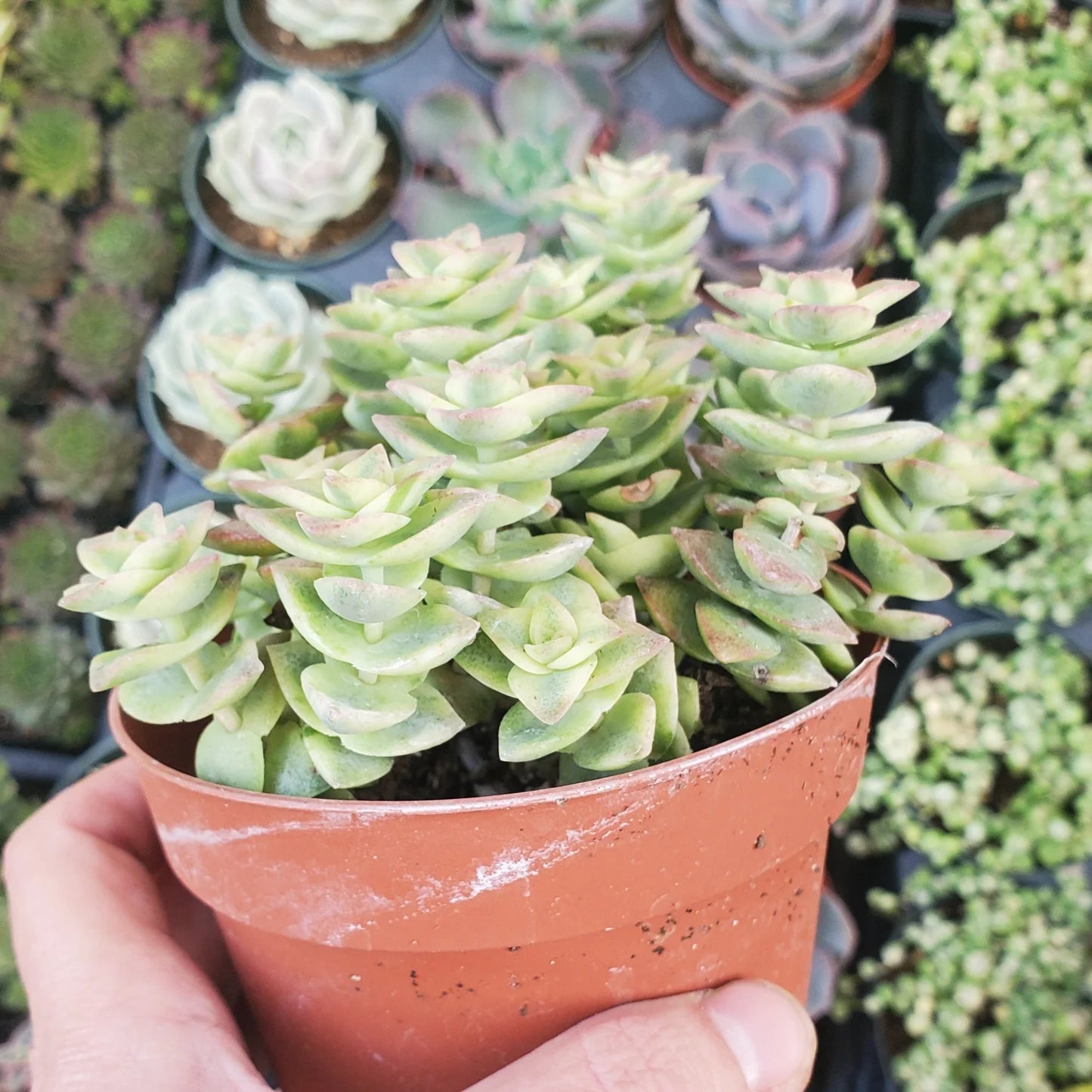 Variegated String of Buttons