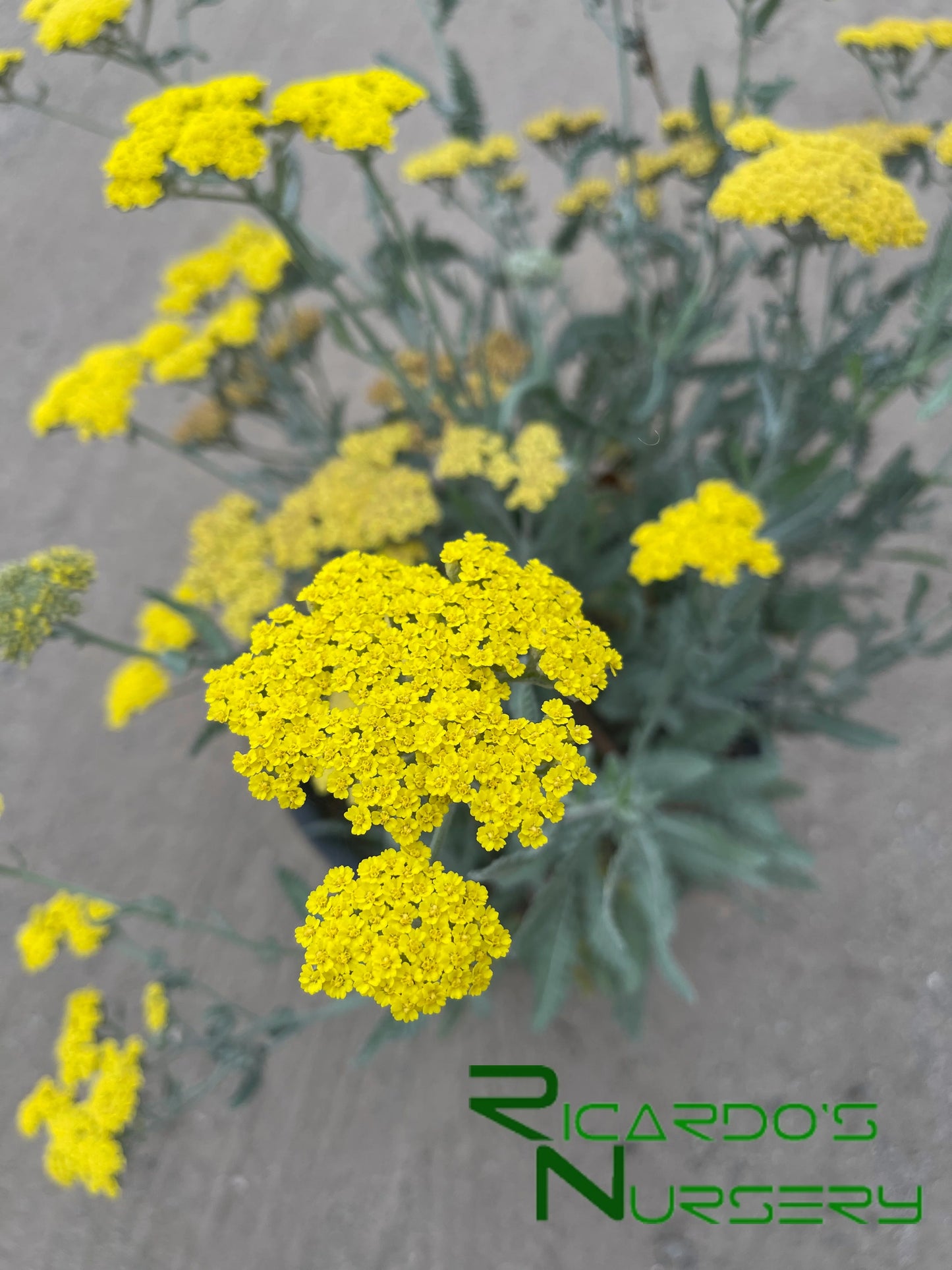 MOONSHINE YARROW 1gal