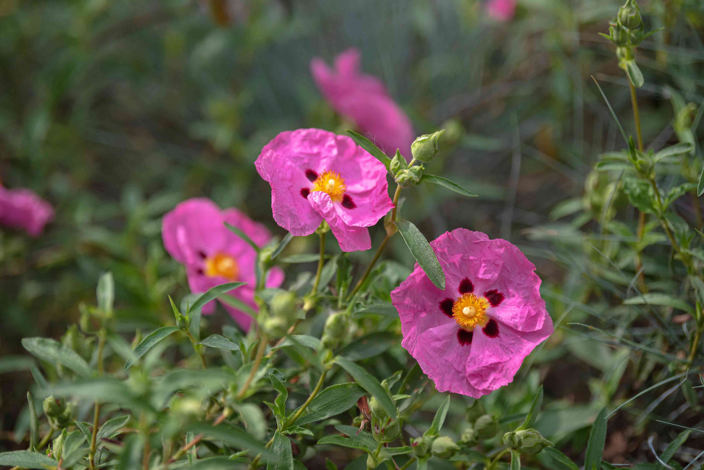 ORCHID ROCKROSE 2gal