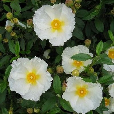 BENNETT'S WHITE ROCKROSE 2gal