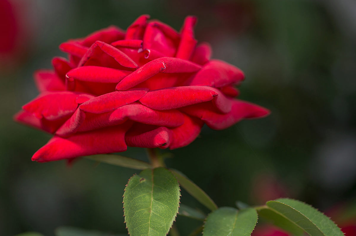 EASY ELEGANCE KASHMIR DARK RED ROSE 2gal