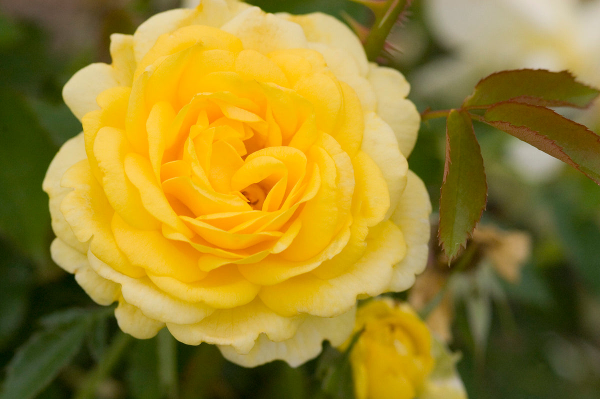 EASY ELEGANCE HIGH VOLTAGE YELLOW ROSE 2gal