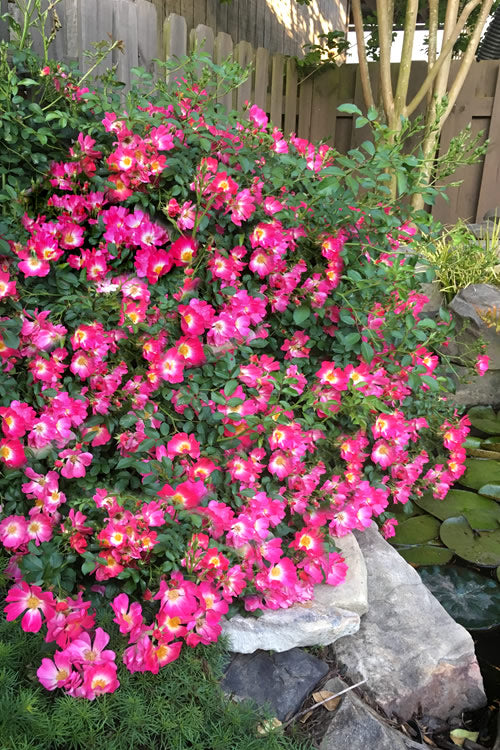 Pink Drift® Rose (ROSE DRIFT PINK) - 2 gallon