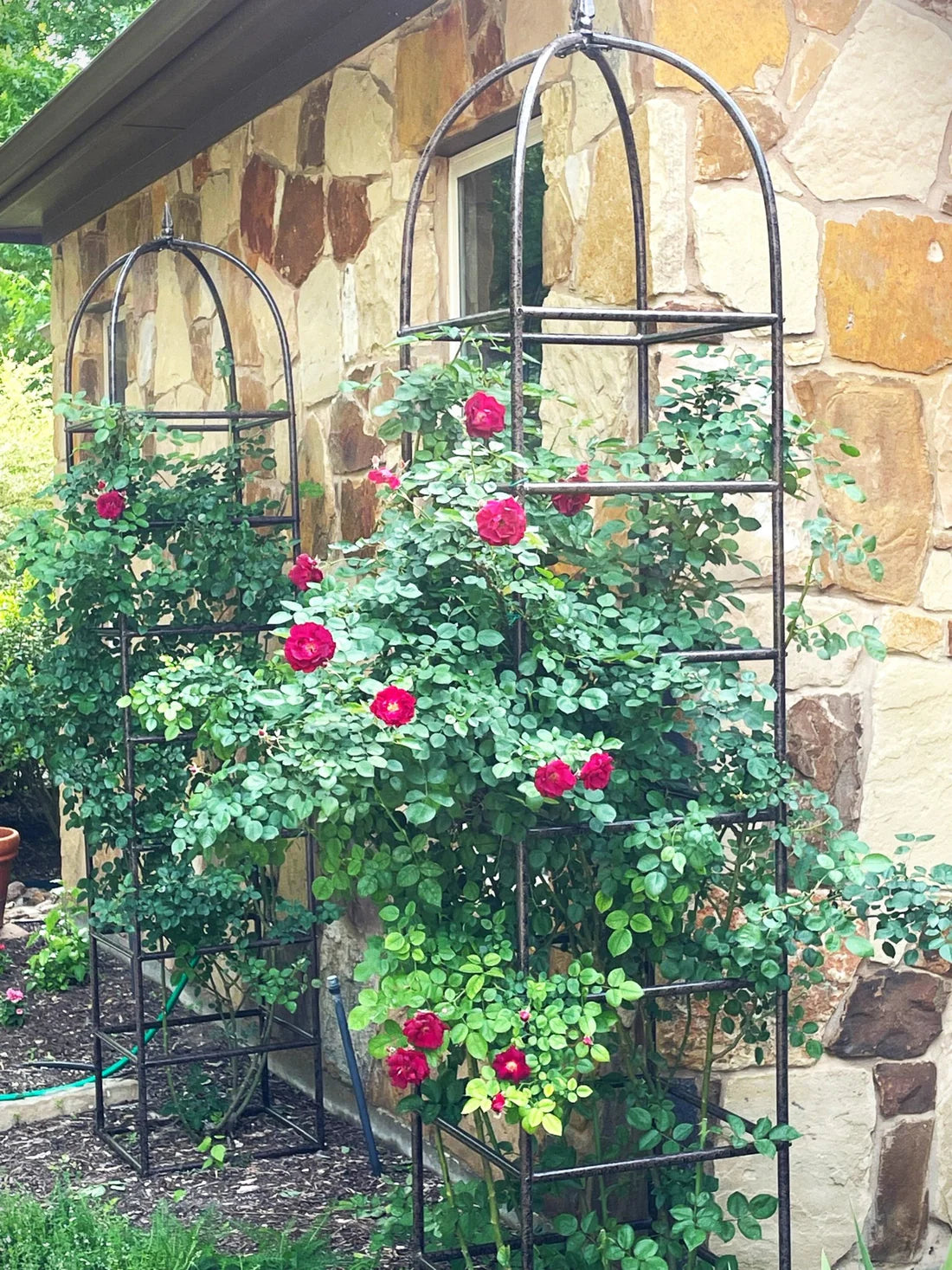 CRIMSON SKY CLIMBING ROSE 2gal
