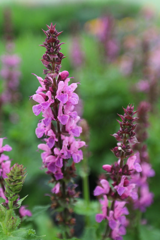 ROSE MARVEL SALVIA 1gal