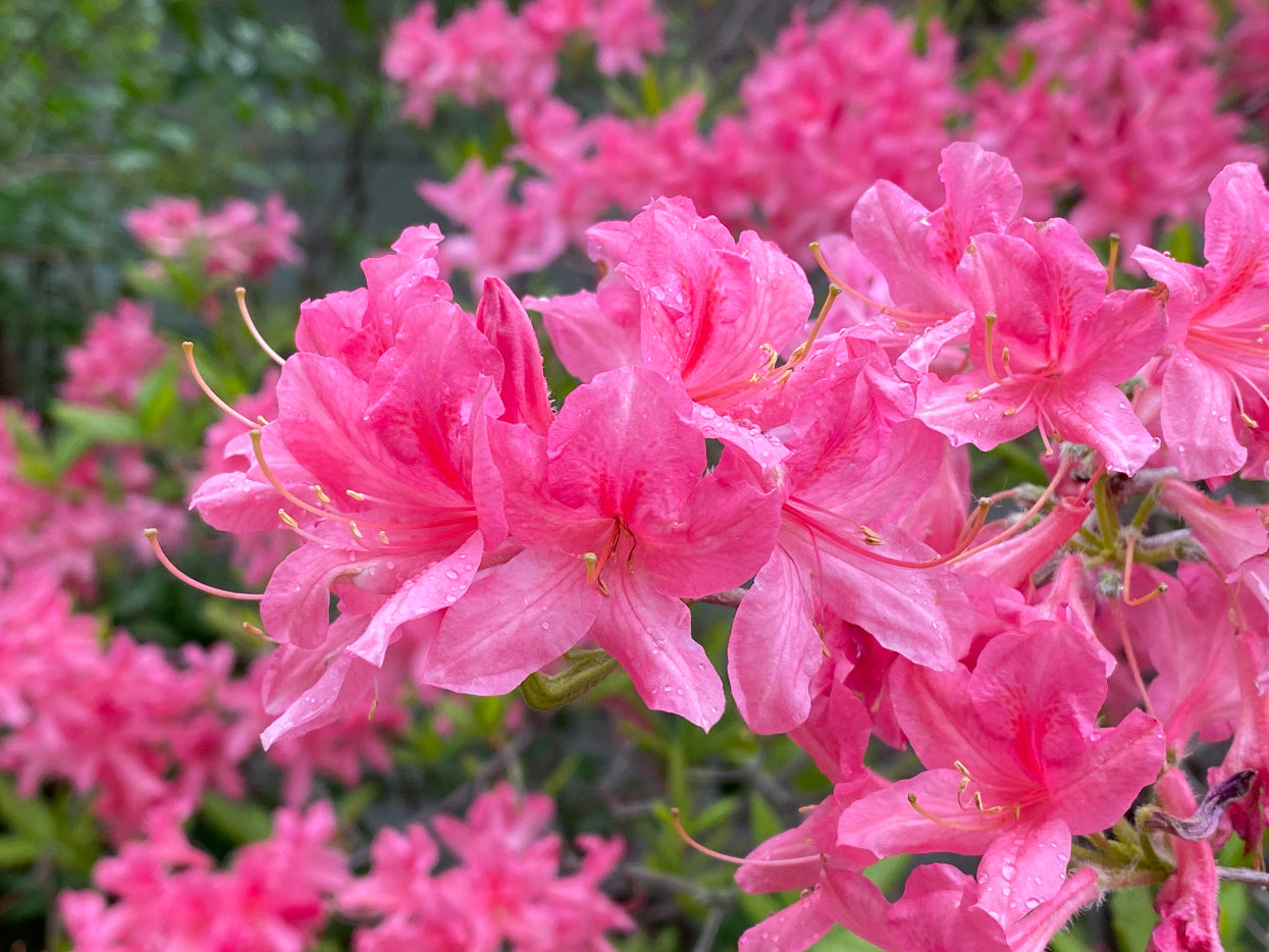ROSY LIGHTS AZALEA 2gal