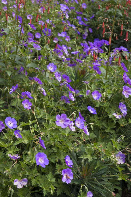 ROZANNE CRANESBILL 1gal