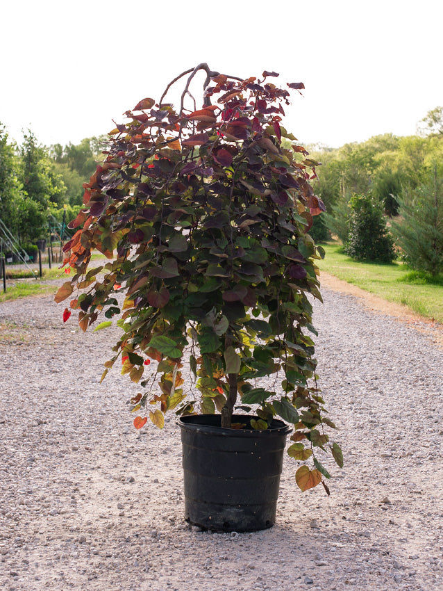 RUBY FALLS WEEPING REDBUD TREE 5gal