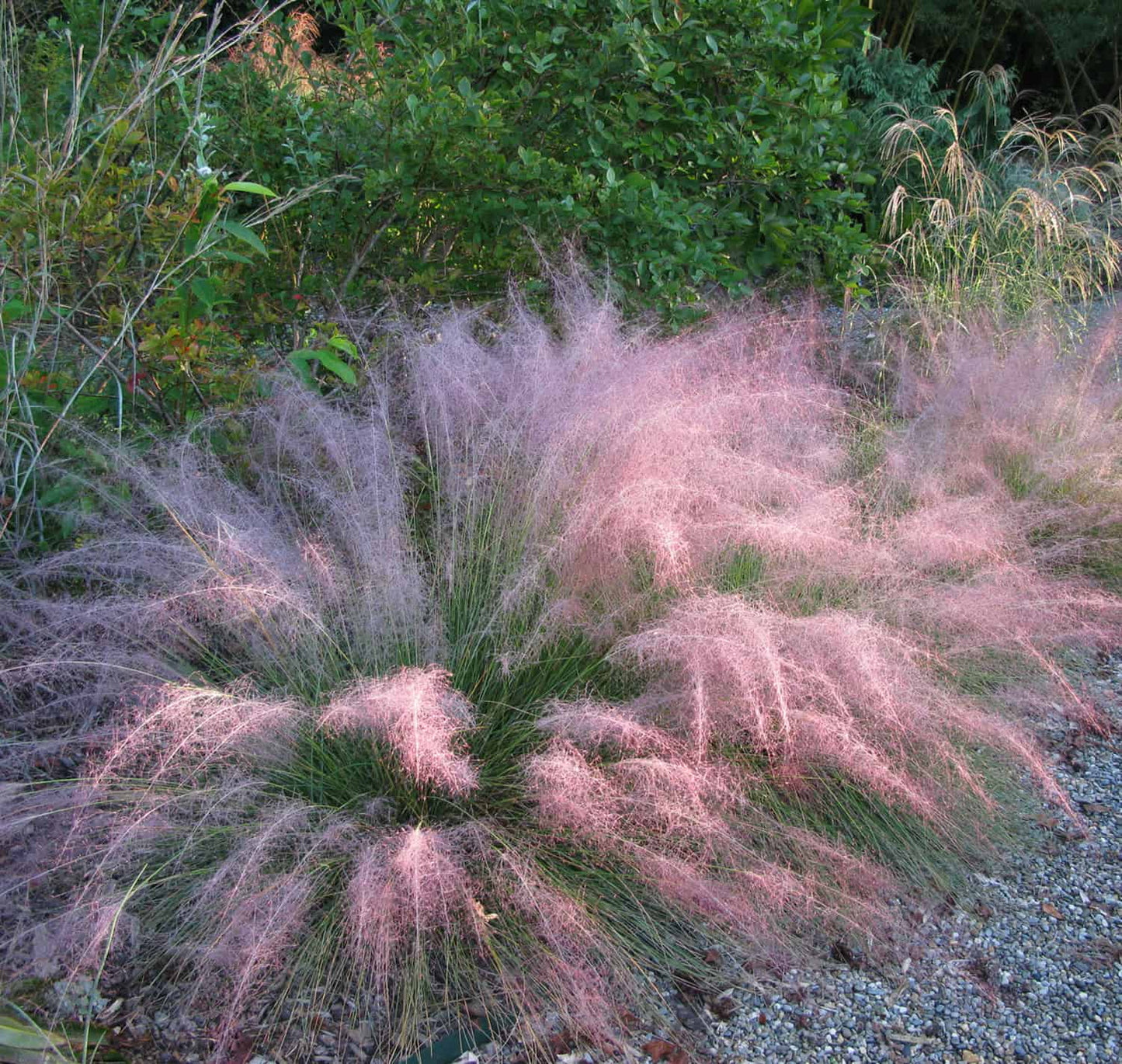 RUBY MUHLY GRASS 3gal