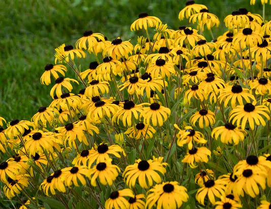 AMERICAN GOLD RUSH RUDBECKIA 1gal