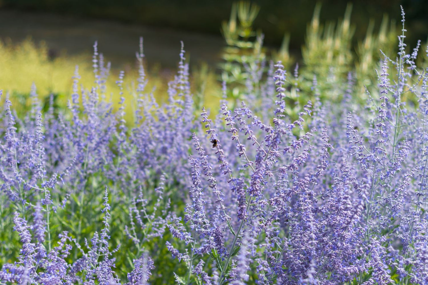 LACEY BLUE RUSSIAN SAGE 1gal