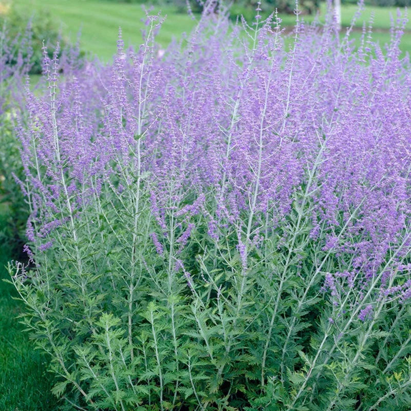 RUSSIAN SAGE 1gal