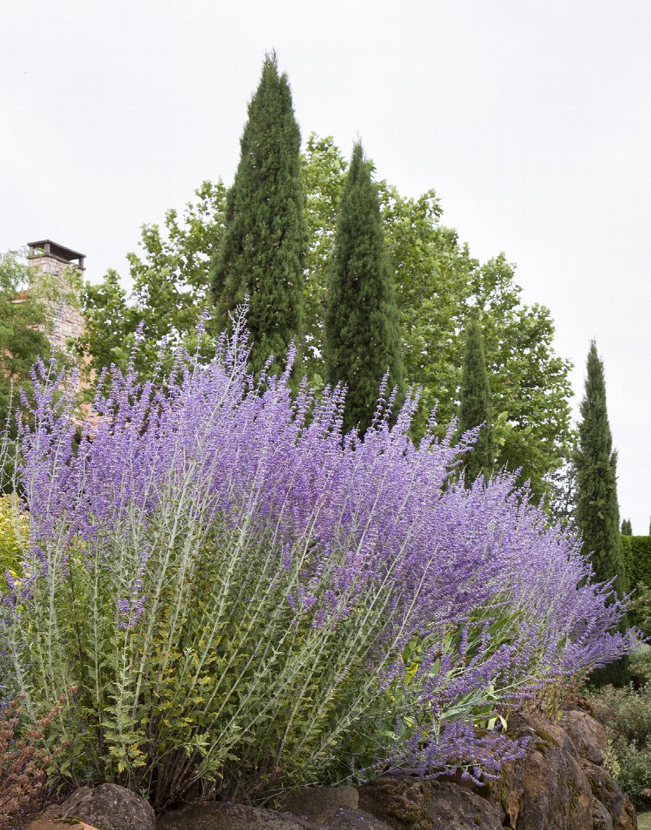LITTLE SPIRES RUSSIAN SAGE 1gal