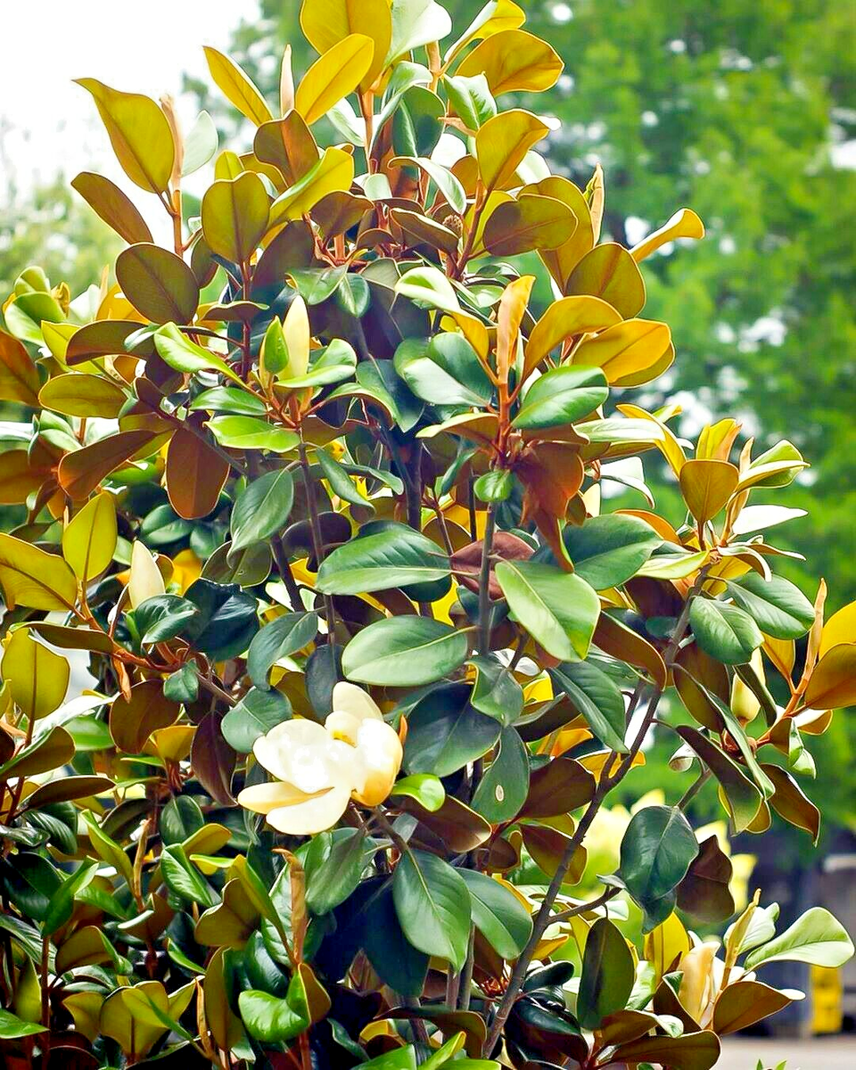 ALTA SOUTHERN MAGNOLIA 5gal