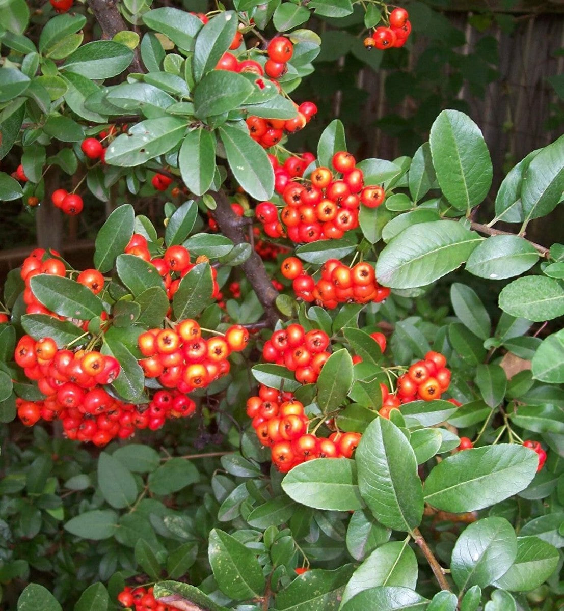 VICTORY PYRACANTHA 5gal