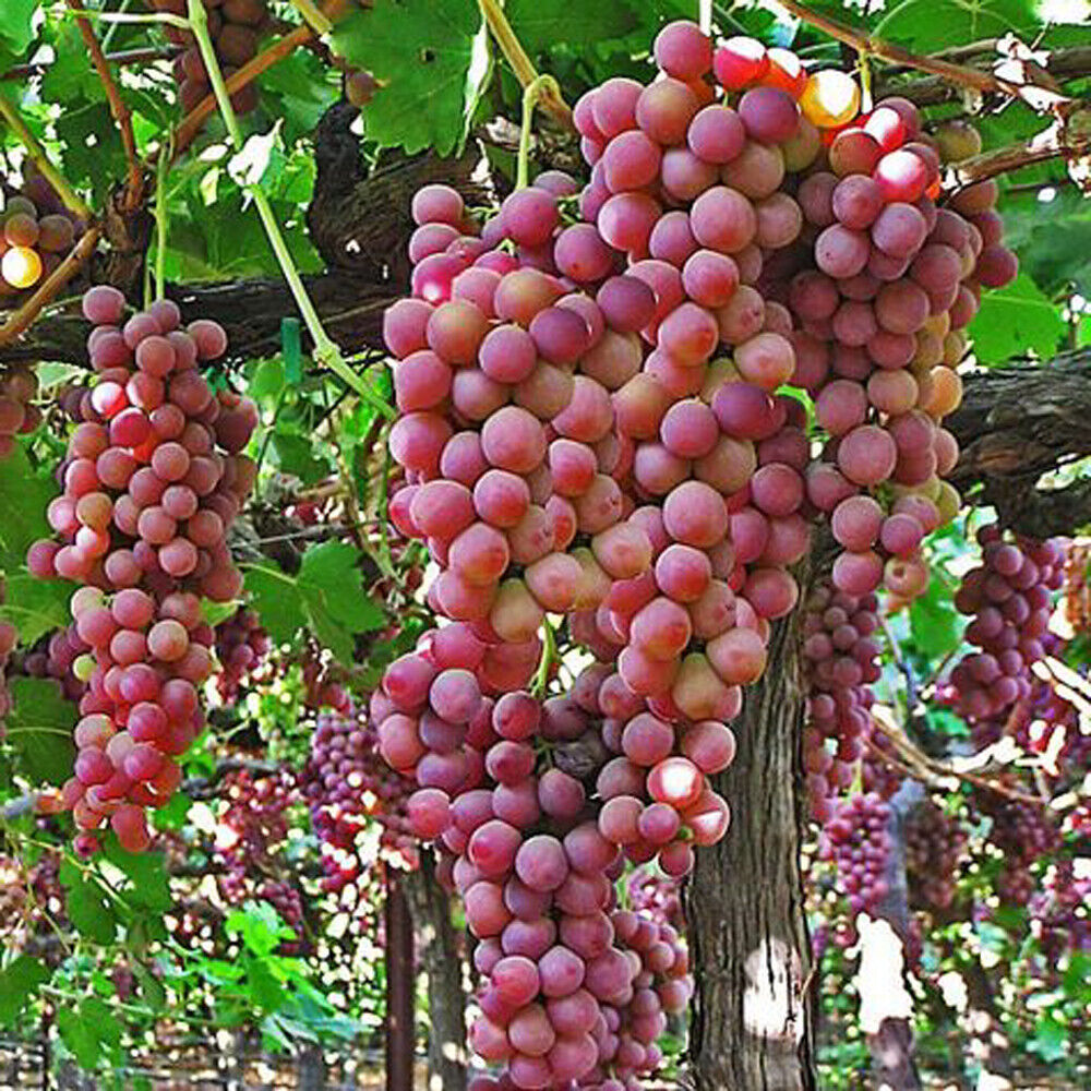 FLAME SEEDLESS GRAPE 1gal