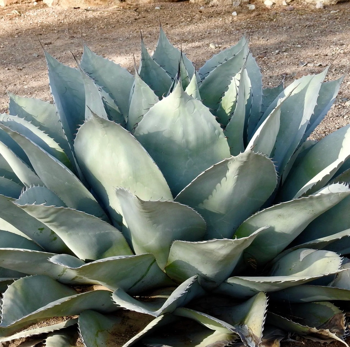 WHALE TONGUE AGAVE 2gal