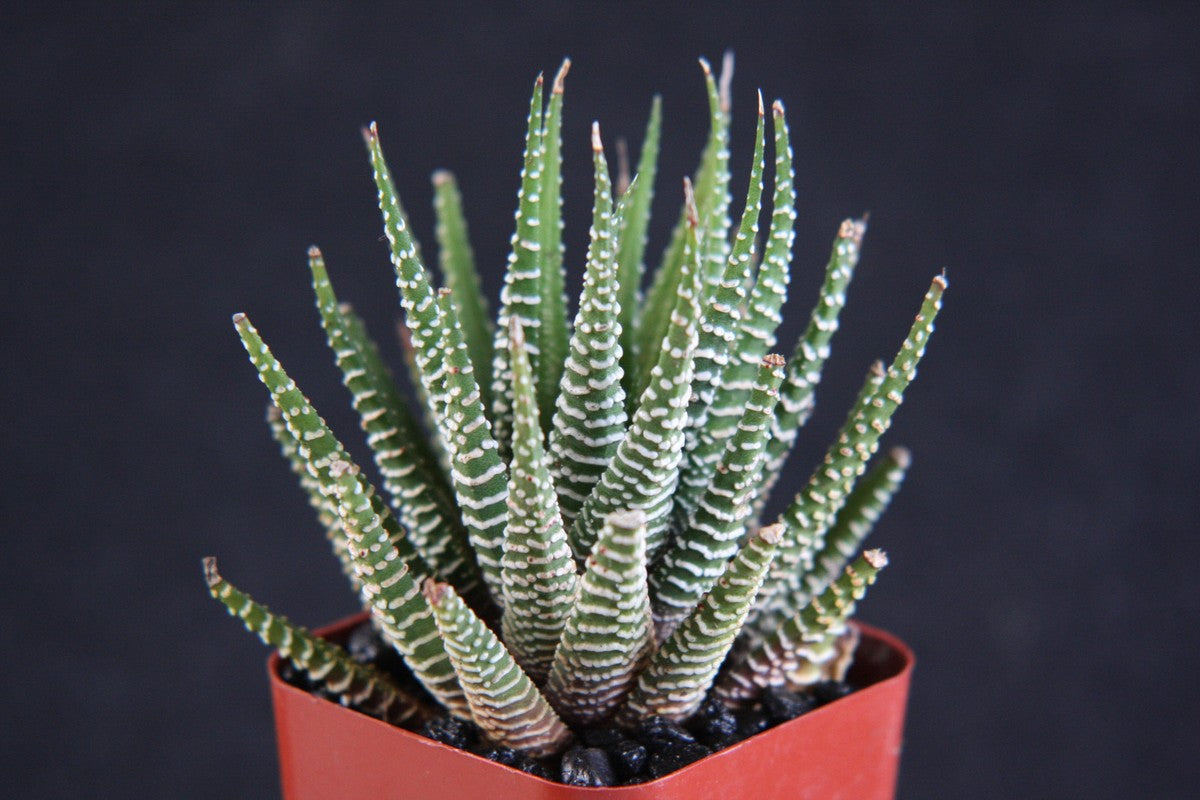 Zebra Haworthia