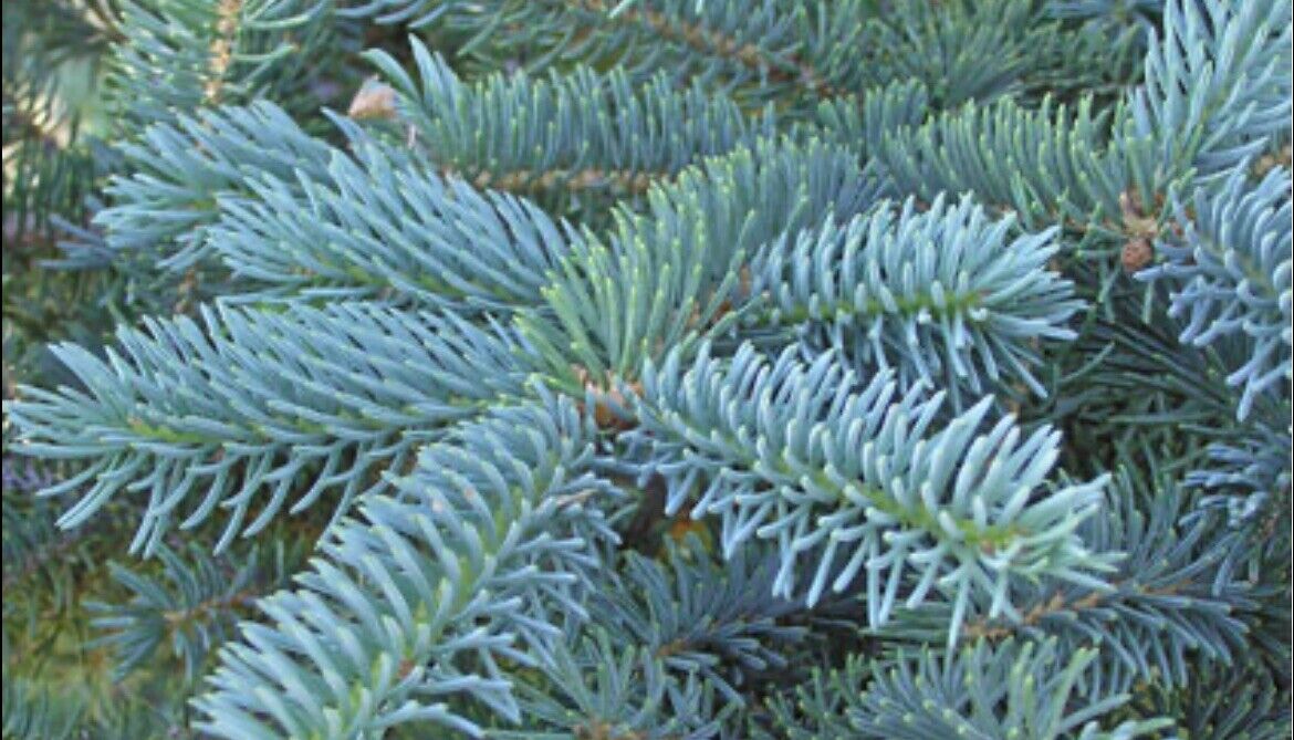 BONNIE BLUE SPRUCE 10gal
