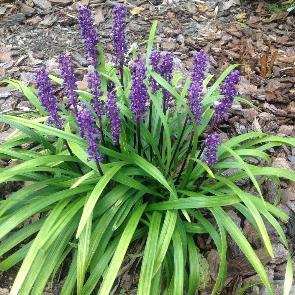 Royal Purple Lily Turf (Liriope M 'Royal Purple') - 1 gallon