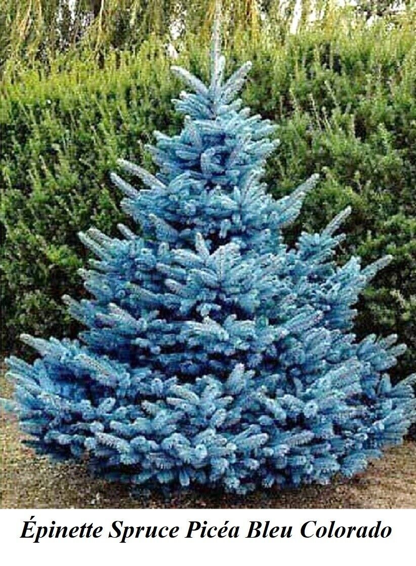 BONNIE BLUE SPRUCE 10gal