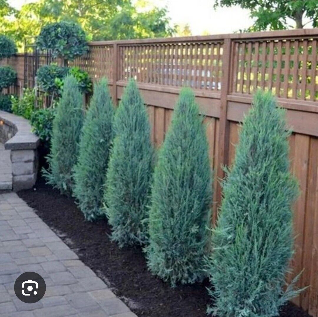 BLUE POINT JUNIPER 5gal