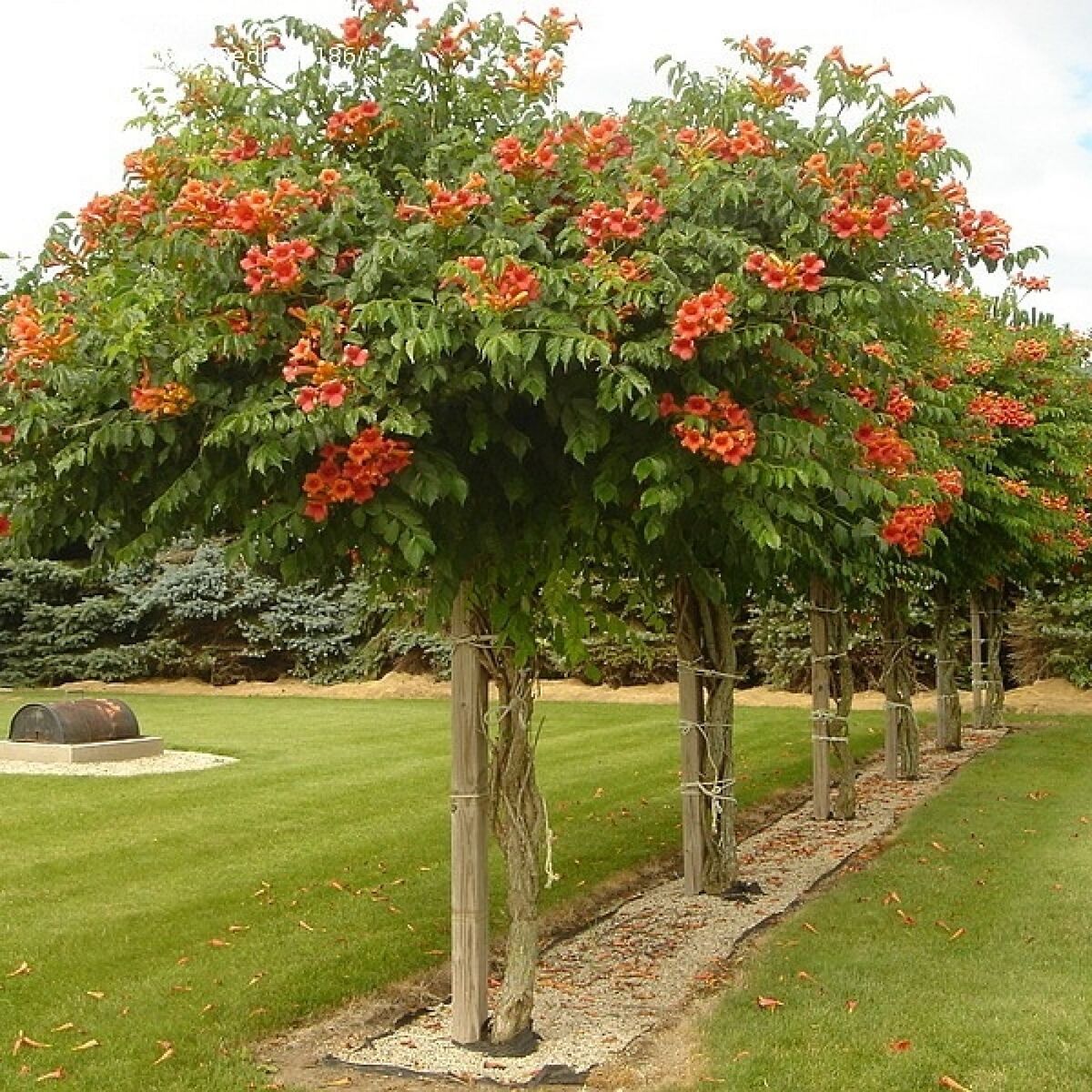 BALBOA SUNSET TRUMPET VINE 1gal