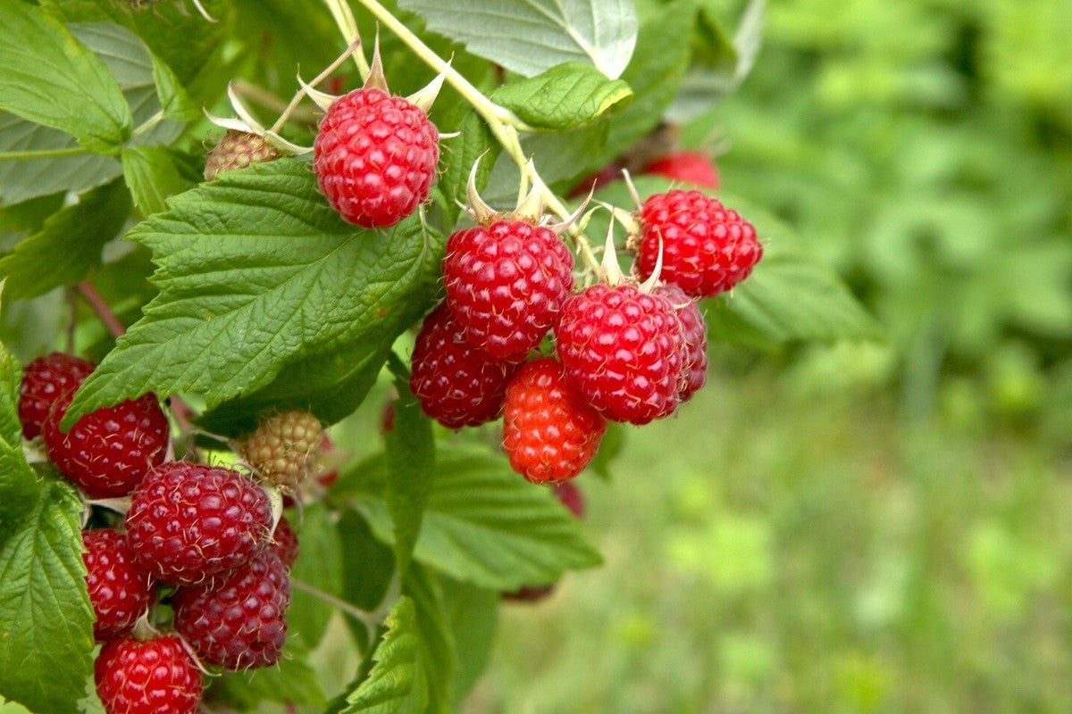 CANBY RED RASPBERRY 2gal