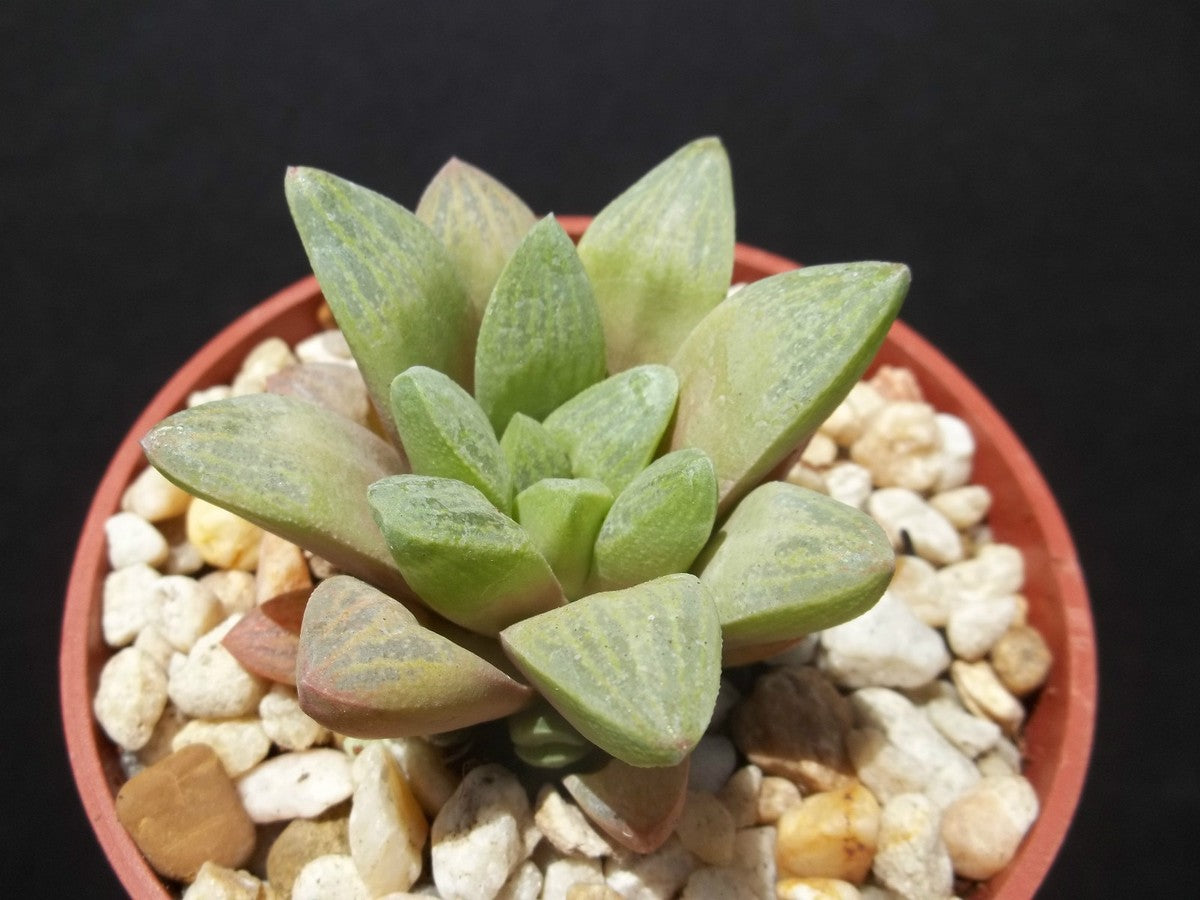 Haworthia Turgida