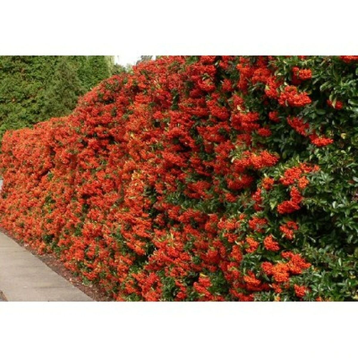 VICTORY PYRACANTHA 5gal