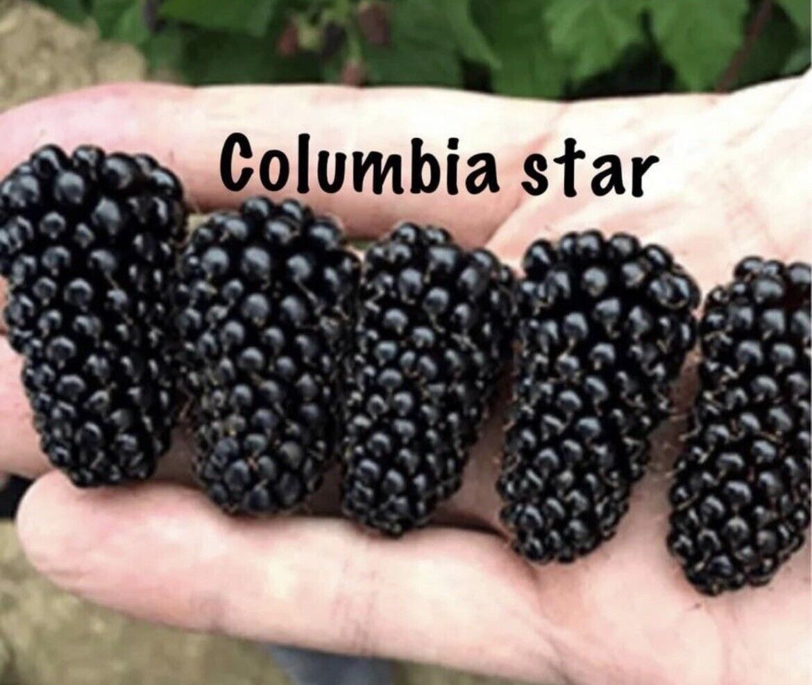 COLUMBIA STAR THORNLESS BLACKBERRY 1gal