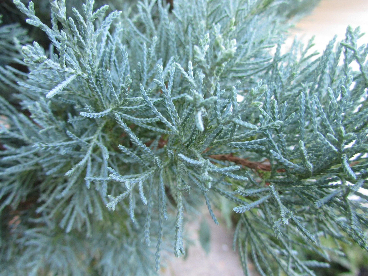 Grey Owl Juniper (JUNIPER V. GREY OWL)