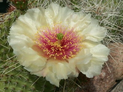 CRYSTAL TIDE PRICKLY PEAR 5gal