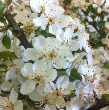 TINA SARGENT CRABAPPLE TREE 5gal