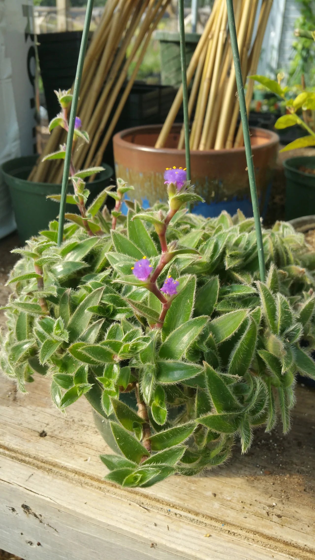Kitten Ears Cyanotis Somaliensis