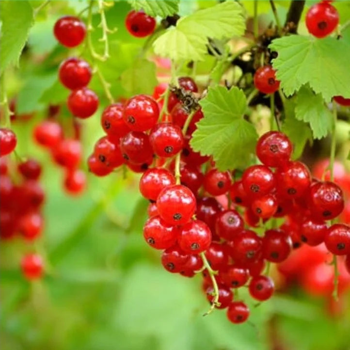 RED LAKE CURRANT 2gal