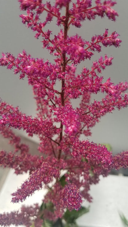 Vision In Red Astilbe (Astilbe chinensis 'Visions in Red') - 1 gallon
