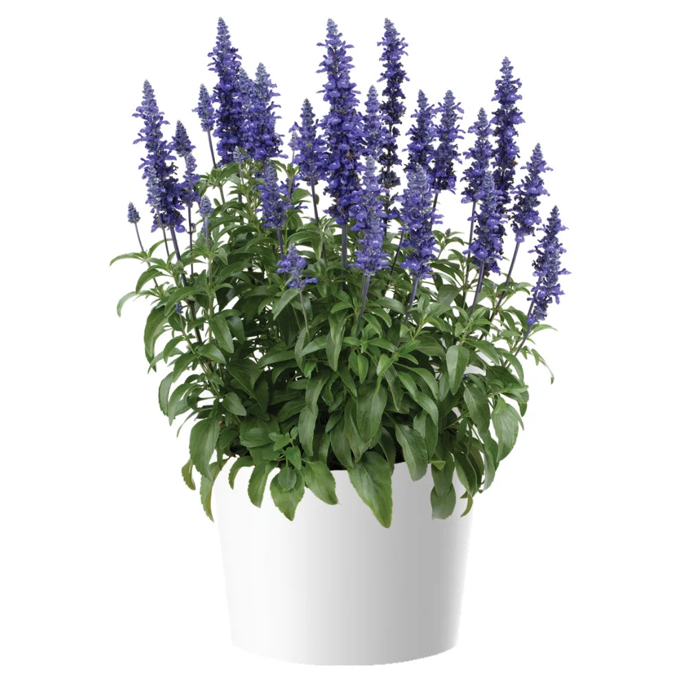 BLUE LAGOON SALVIA 2gal