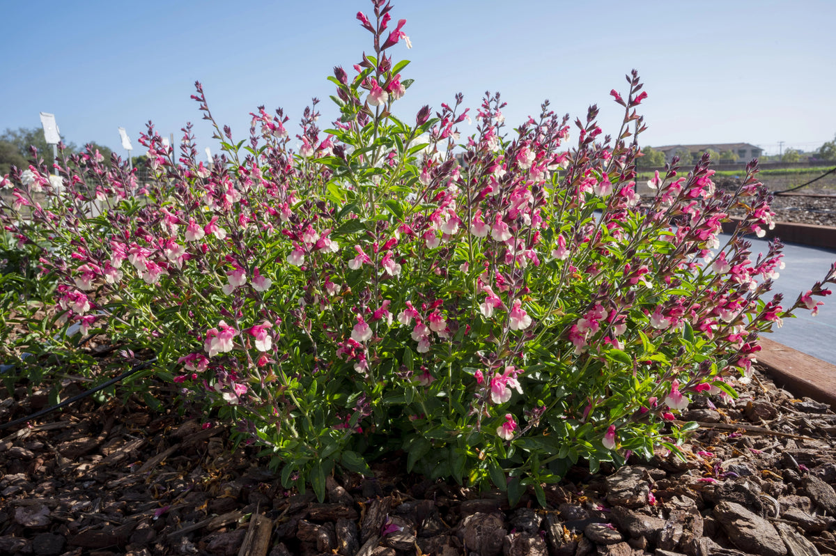 IGNITION SUNRISE SALVIA 1gal