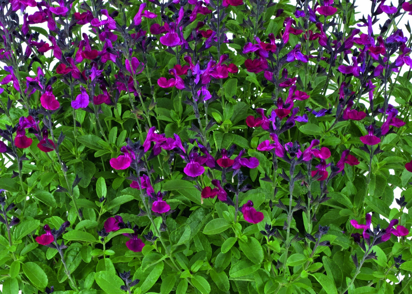 VISIONAL FUCHSIA SALVIA 1gal