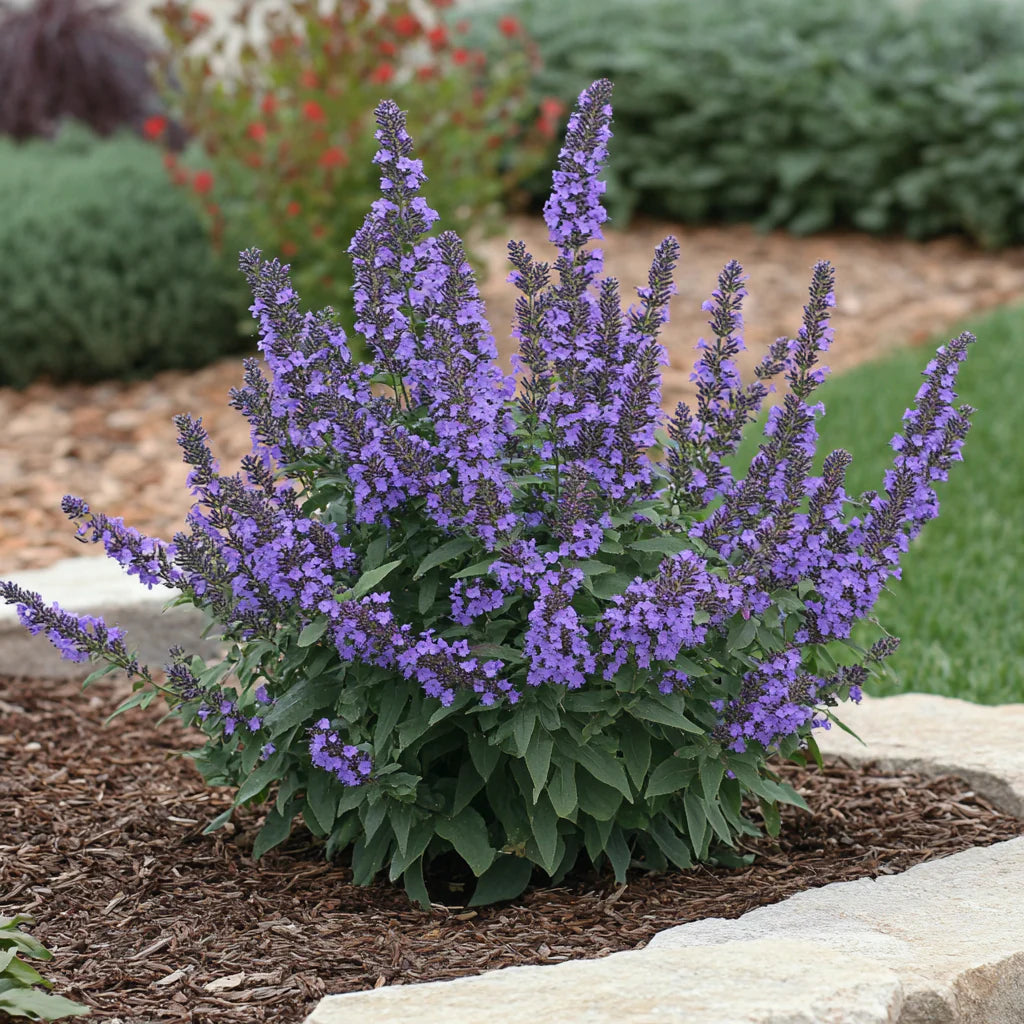 LO & BEHOLD BUTTERFLY BUSH BLUE CHIP 2gal