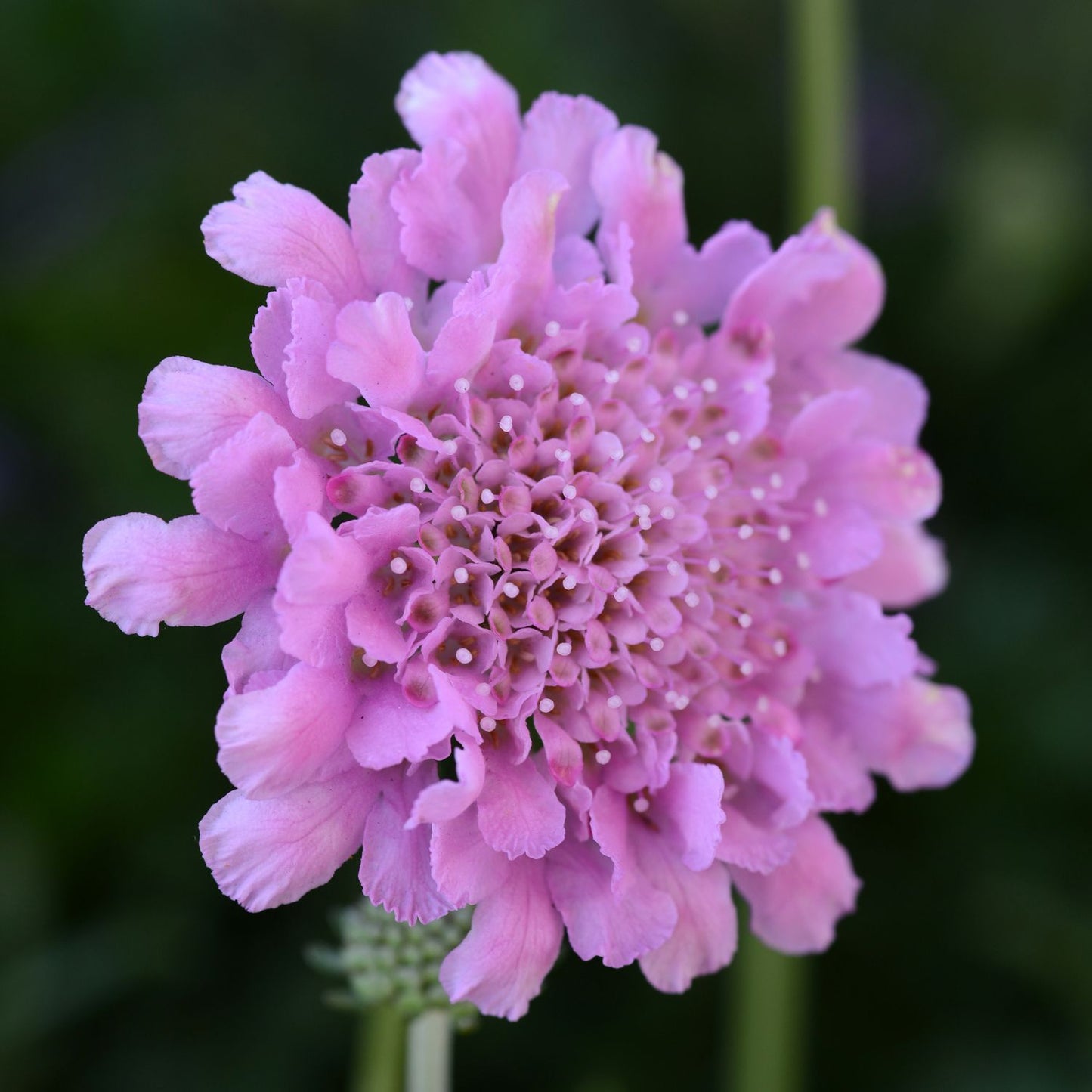 FLUTTER ROSE PINK PINCUSHION FLOWER 1gal