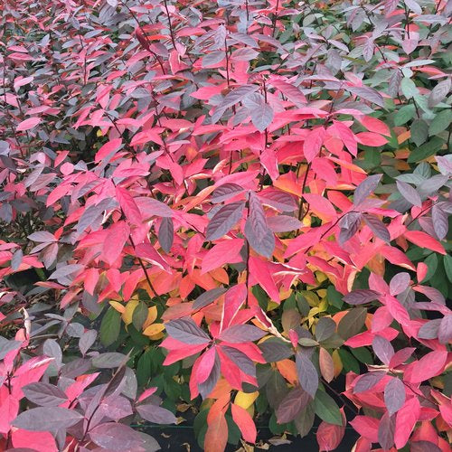 SCENTLANDIA SWEETSPIRE 2gal