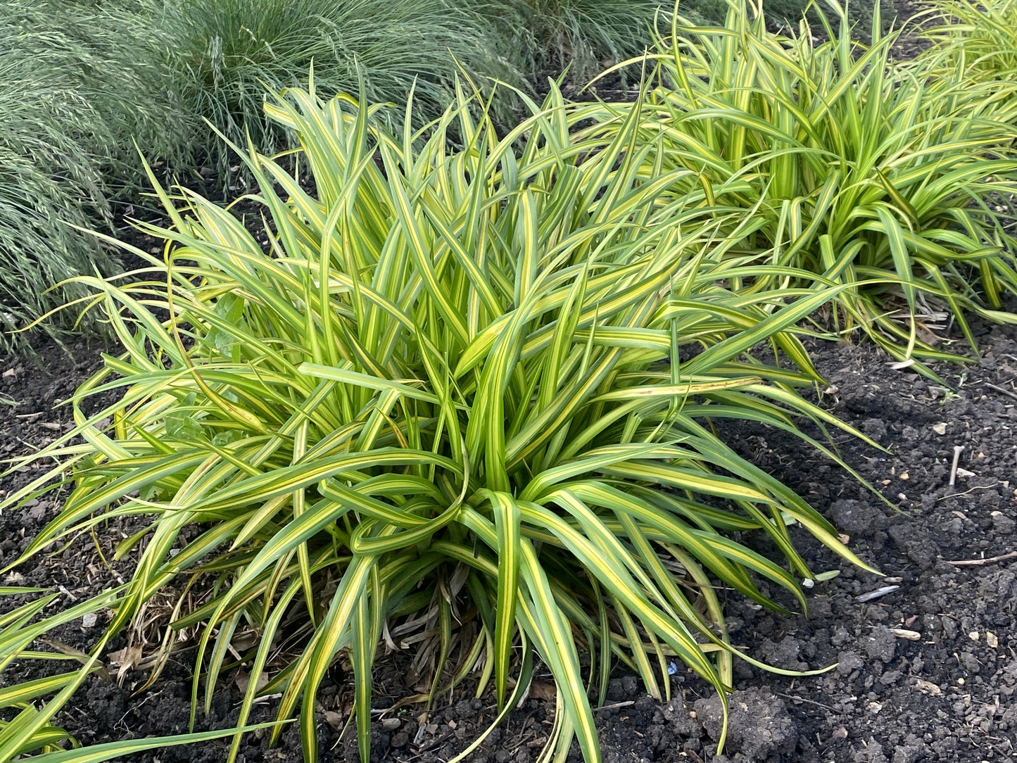 STARS AND STRIPES BULRUSH 1gal