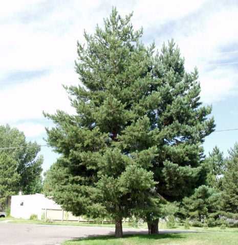SCOTCH PINE TREE 7gal