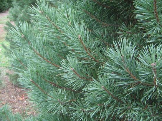 SCOTCH PINE TREE 7gal
