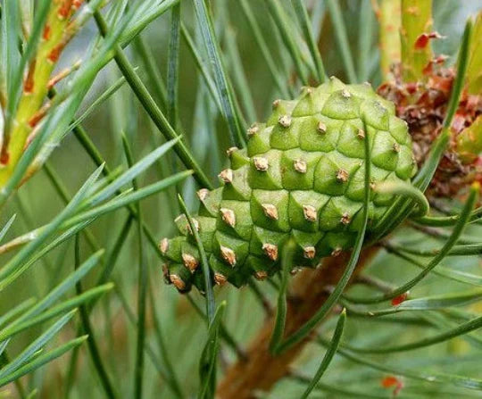 SCOTCH PINE TREE 7gal